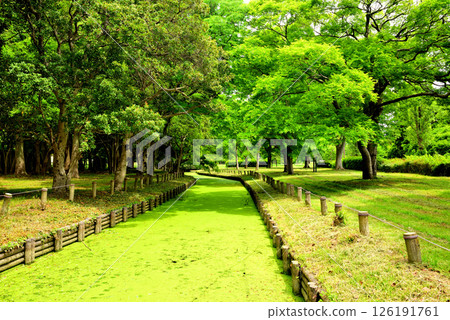 Mizumoto Park: A beautiful moss-covered stream 126191761