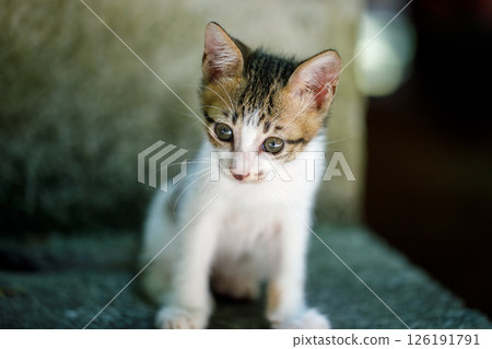 A small stray kitten with a white chest sitting outside, expressing fragility and longing. A small stray kitten with a white chest sitting outside, expressing fragility and longing. 126191791