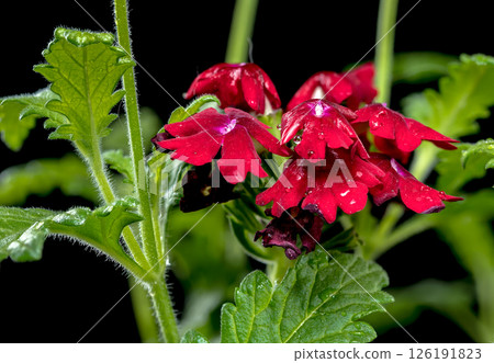 Vibrant Red Verbena Blooms on a Dark Backdrop 126191823