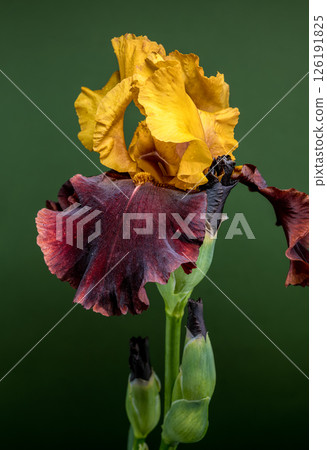 Striking Bicolor Iris Bloom on a Deep Green Backdrop Striking Bicolor Iris Bloom on a Deep Green Backdrop 126191825