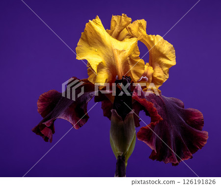 Elegant Bicolor Iris Bloom on a Vibrant Purple Backdrop Elegant Bicolor Iris Bloom on a Vibrant Purple Backdrop 126191826