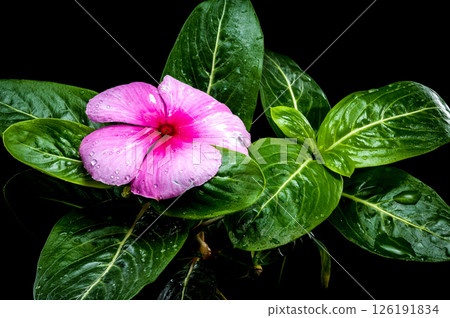 Pink Periwinkle Bloom with Water Droplets on Black 126191834