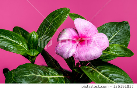 Delicate Pink Periwinkle Bloom on a Deep Pink Background 126191835