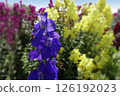 Purple plover flowers blooming in spring in May 126192023