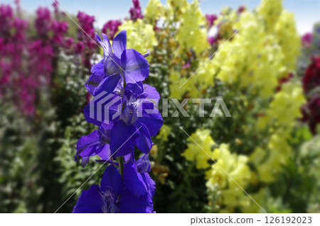 Purple plover flowers blooming in spring in May 126192023