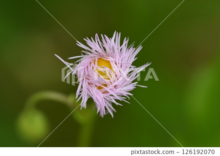 Hallion flowers 126192070