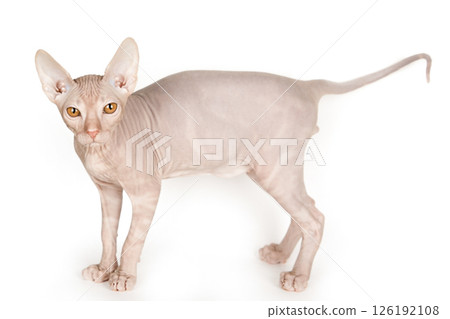 Cute kitten sphynx on light background Cute kitten sphynx on light background 126192108