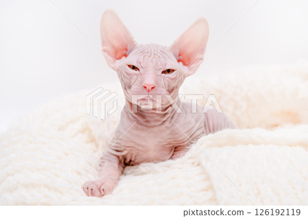 Cute kitten sphynx on light background Cute kitten sphynx on light background 126192119