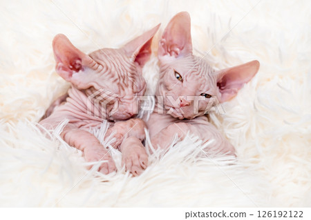 Cute kitten sphynx on light background 126192122