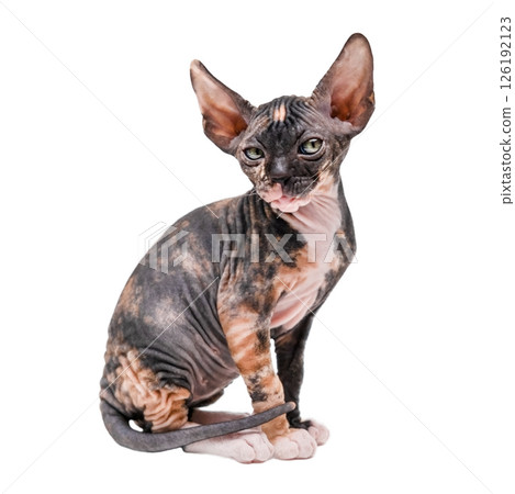 Cute kitten sphynx on light background 126192123