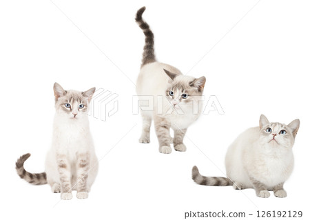 set of cute cat isolated set of cute cat isolated 126192129
