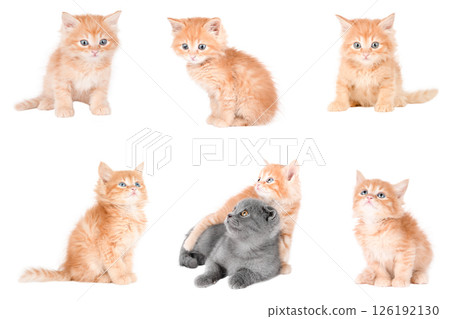 set of cute cat isolated 126192130