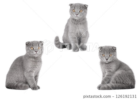 set of cute cat isolated set of cute cat isolated 126192131