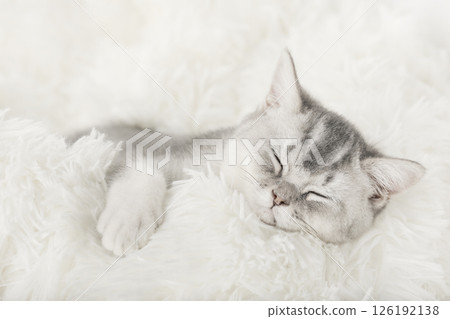 cute kitten on a light background cute kitten on a light background 126192138