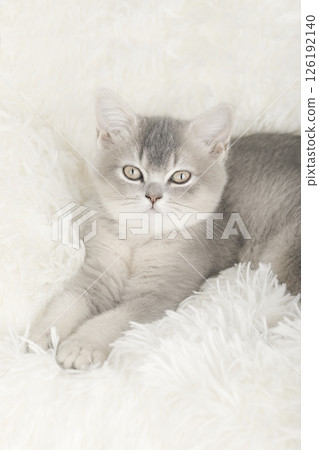 cute kitten on a light background cute kitten on a light background 126192140