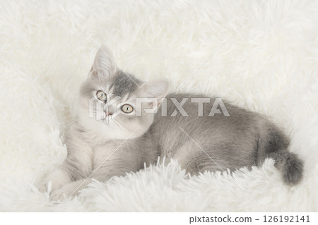 cute kitten on a light background cute kitten on a light background 126192141
