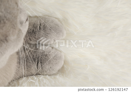 cute kitten on a light background cute kitten on a light background 126192147