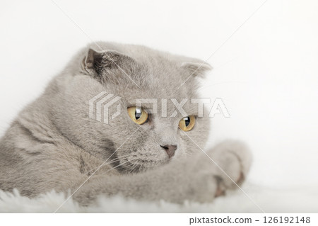 cute kitten on a light background cute kitten on a light background 126192148