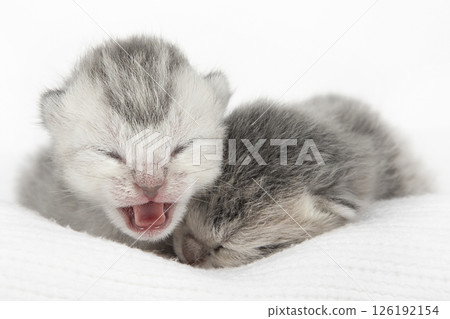 cute kitten on a light background cute kitten on a light background 126192154