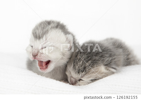 cute kitten on a light background 126192155