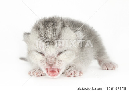 cute kitten on a light background cute kitten on a light background 126192156