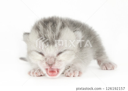 cute kitten on a light background cute kitten on a light background 126192157