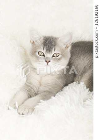 cute kitten on a light background 126192166
