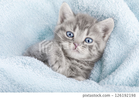 cute kitten on a light background 126192198