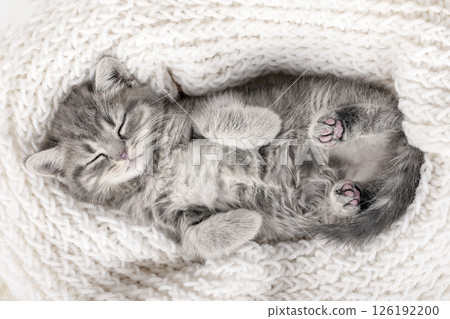 cute kitten on a light background cute kitten on a light background 126192200