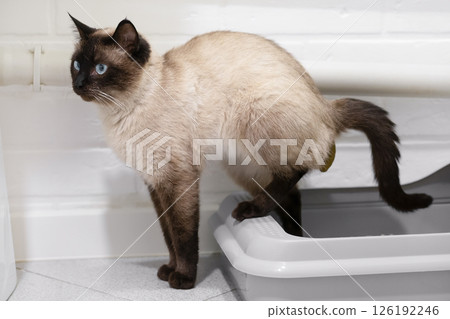 toilet trained siamese cat standing in litter box or cat litter tray toilet trained siamese cat standing in litter box or cat litter tray 126192246