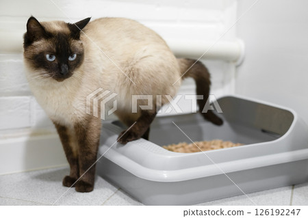 toilet trained siamese cat standing in litter box or cat litter tray 126192247