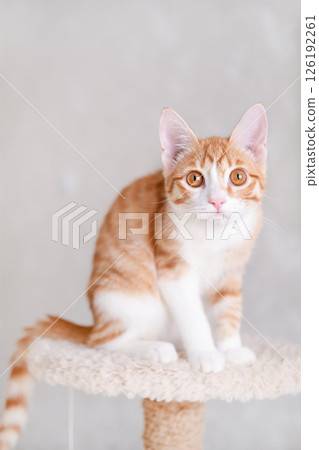 Cute red and white kitten on a light background 126192261