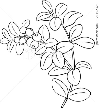Lingonberry Branch with  Berries and Leaves Outline llustration 126192323