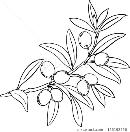 Olive Branch with Berries and Leaves Outline Illustration. Organic natural nutritional healthy food ingredient, vegetarian diet product. Olive Branch with Berries and Leaves Outline Illustration. Organic natural nutritional healthy food ingredient, vegetarian diet product. 126192336