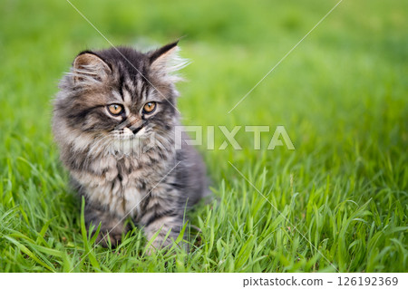 small brown kitten on a green lawn 126192369