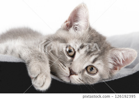 cute kitten on a light background 126192395