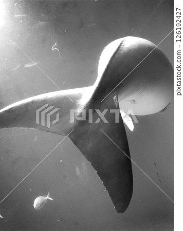 儒艮的單色背影 126192427