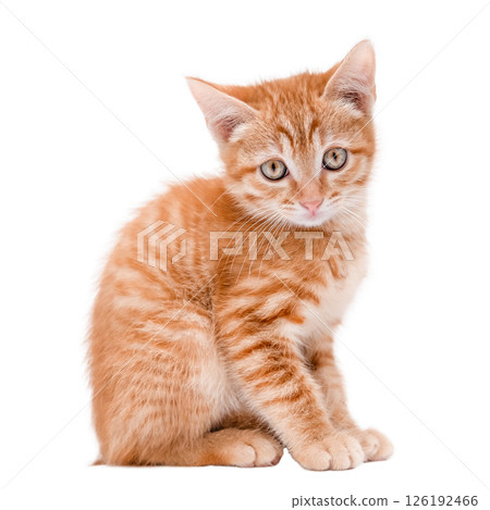 Little red Kitten Isolated On White Background Little red Kitten Isolated On White Background 126192466