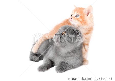 Little red Kitten Isolated On White Background 126192471