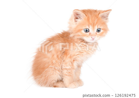 Little red Kitten Isolated On White Background Little red Kitten Isolated On White Background 126192475