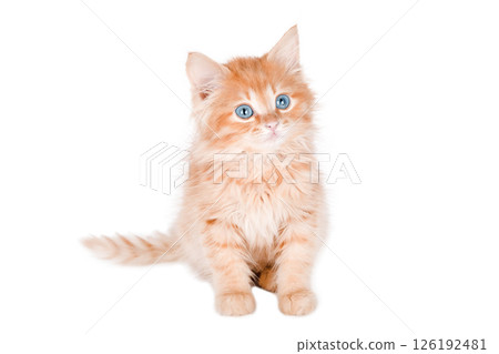 Little red Kitten Isolated On White Background 126192481