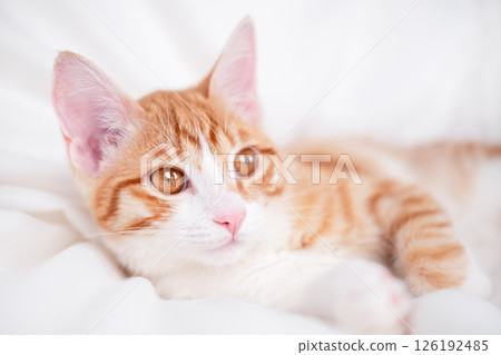 Cute red kitten on a light background Cute red kitten on a light background 126192485