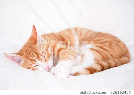 Cute red kitten on a light background 126192495