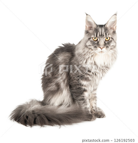 close up gray cat Maine isolate 126192503