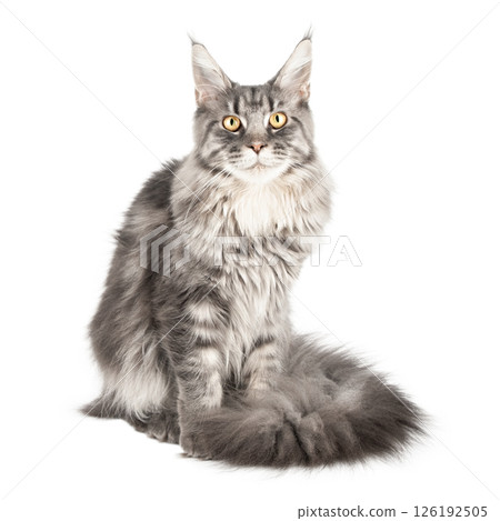 close up gray cat Maine isolate close up gray cat Maine isolate 126192505