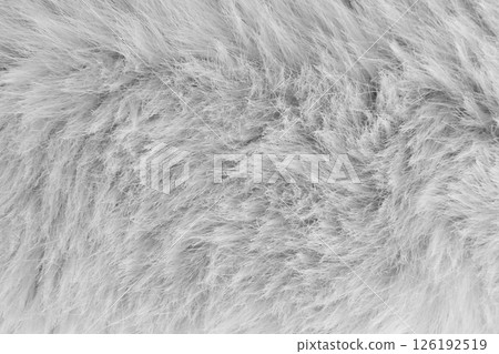 gray fur background close up gray fur background close up 126192519