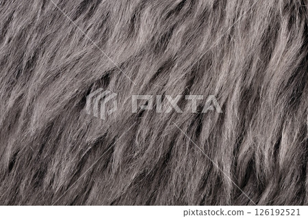 gray fur background close up 126192521