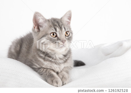 cute kitten on a light background cute kitten on a light background 126192528