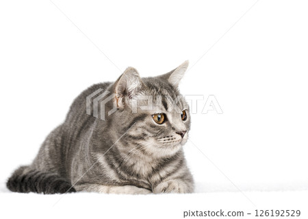 cute kitten on a light background cute kitten on a light background 126192529