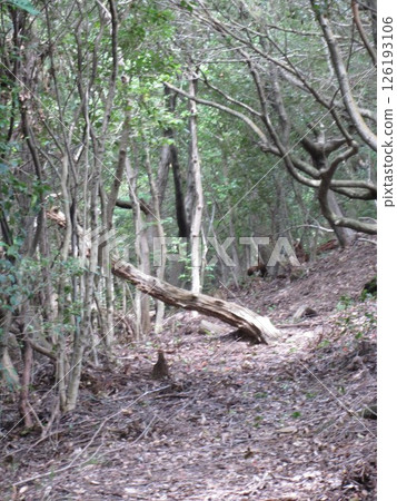 2014, Kagawa, Takamatsu, Yashima, scenery, shrine, Yashima Shrine, No. 76 2014, Kagawa, Takamatsu, Yashima, scenery, shrine, Yashima Shrine, No. 76 126193106